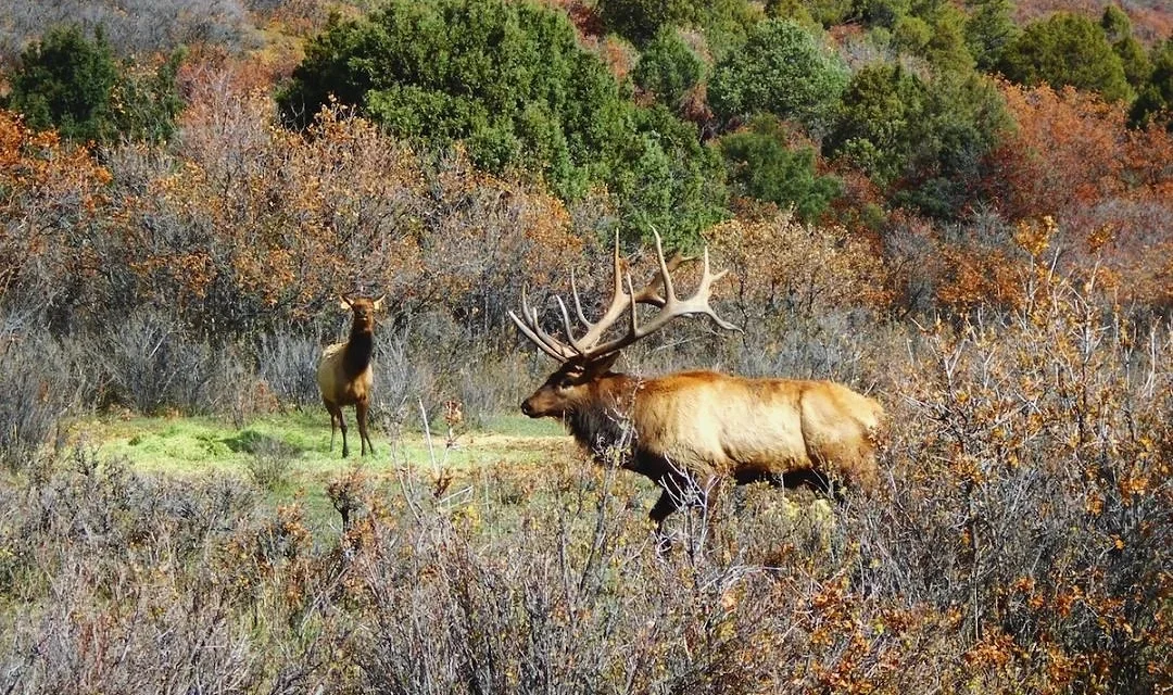 Hunting Season Begins at the Jicarilla Apache Nation’s Lodge and Ranch, a Thriving Business Venture Since 1995
