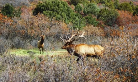 Hunting Season Begins at the Jicarilla Apache Nation’s Lodge and Ranch, a Thriving Business Venture Since 1995