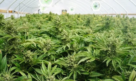 5 States Voted to Legalize Marijuana, What It Means for Tribes