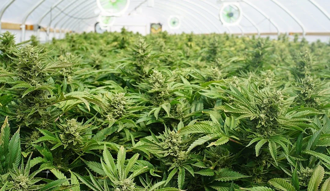 5 States Voted to Legalize Marijuana, What It Means for Tribes