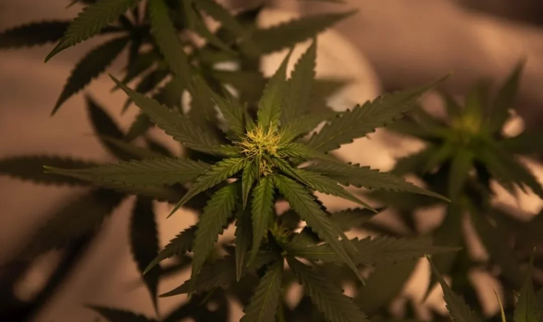 U.N. Overturns 60-Year Classification of Cannabis