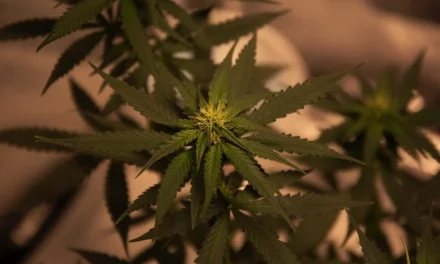 U.N. Overturns 60-Year Classification of Cannabis