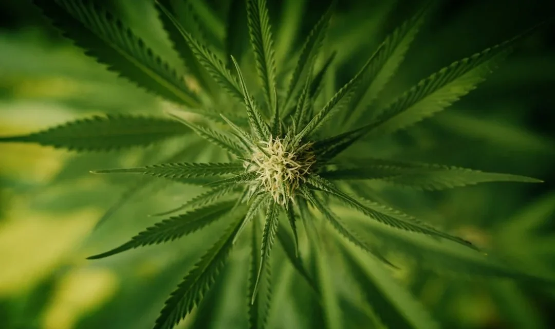 Mohawk Tribe Is On Track for DEA Federal Cannabis License