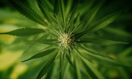 Mohawk Tribe Is On Track for DEA Federal Cannabis License