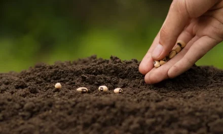 Indian Pueblo Cultural Center Receives Grants to Further Ecological Education Initiative and Provide Seed Distribution for Native Communities